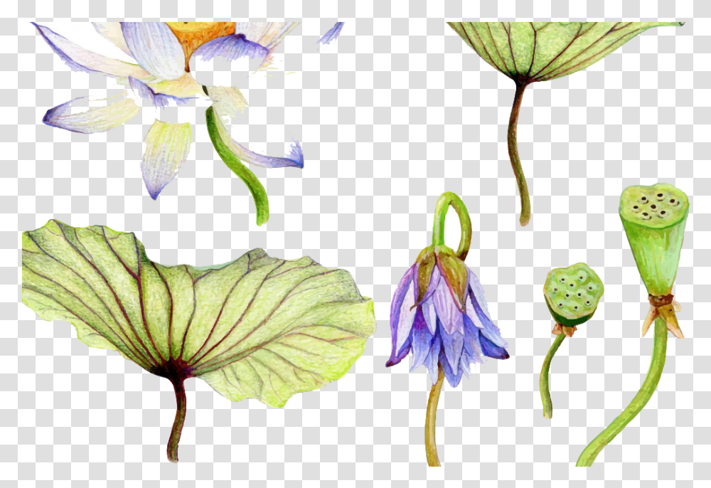 Water Lilies Water Lilies Botanical Drawings Scientific Lotus Botanical Illustration, Plant, Flower, Iris, Acanthaceae Transparent Png