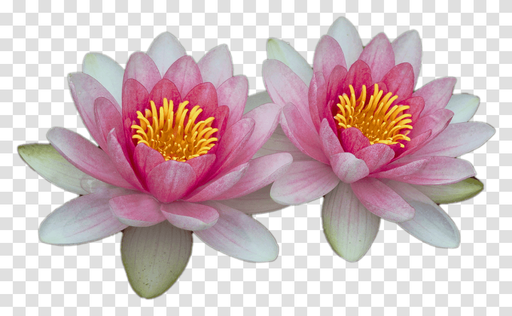 Water Lilies Water Lily Background, Plant, Flower, Blossom, Pond Lily Transparent Png