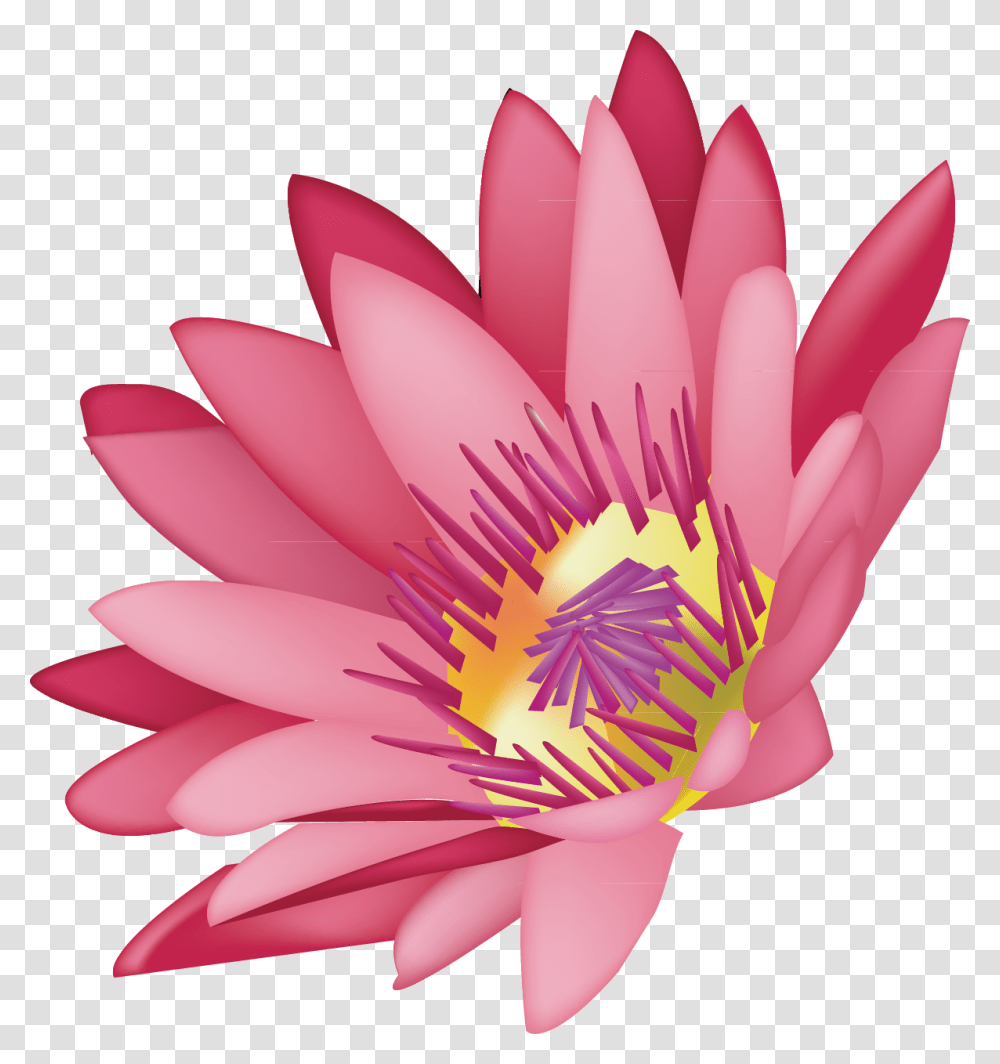 Water Lilies Water Lily, Plant, Flower, Blossom, Pond Lily Transparent Png