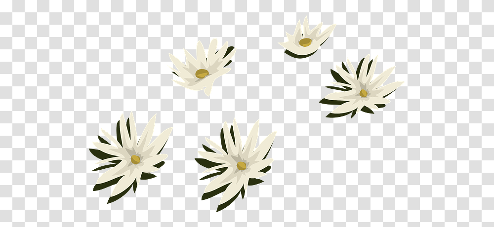 Water Lilies White Flowers Free Vector Graphic On Pixabay Flor De Agua, Plant, Blossom, Daisy, Daisies Transparent Png