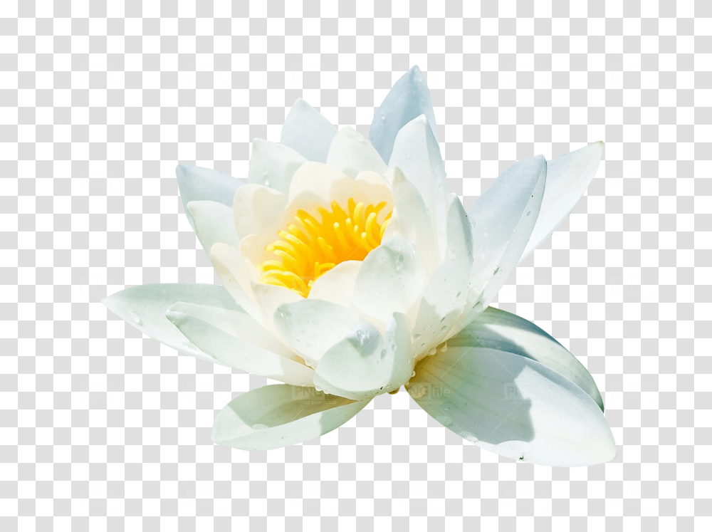 Water Lilli Flower Photo 137 Pngfilenet Free Water Lily, Plant, Blossom, Pond Lily, Anther Transparent Png
