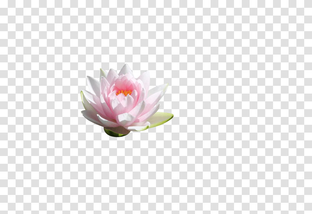 Water Lilly Clip, Holiday, Lily, Flower, Plant Transparent Png