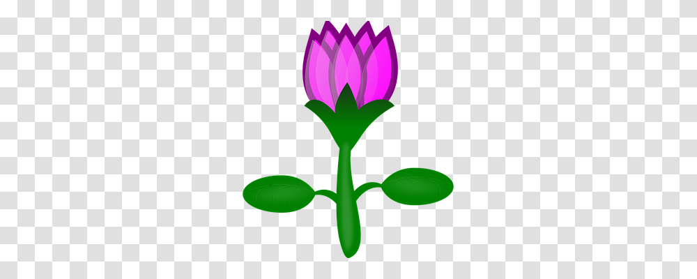 Water Lily Nature, Plant, Flower, Purple Transparent Png