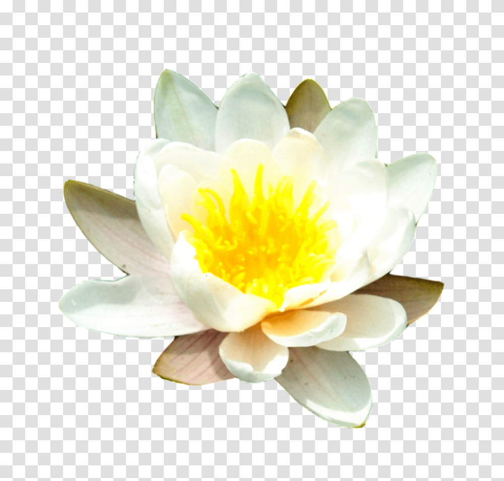 Water Lily Background Water Lily, Plant, Flower, Blossom, Pond Lily Transparent Png