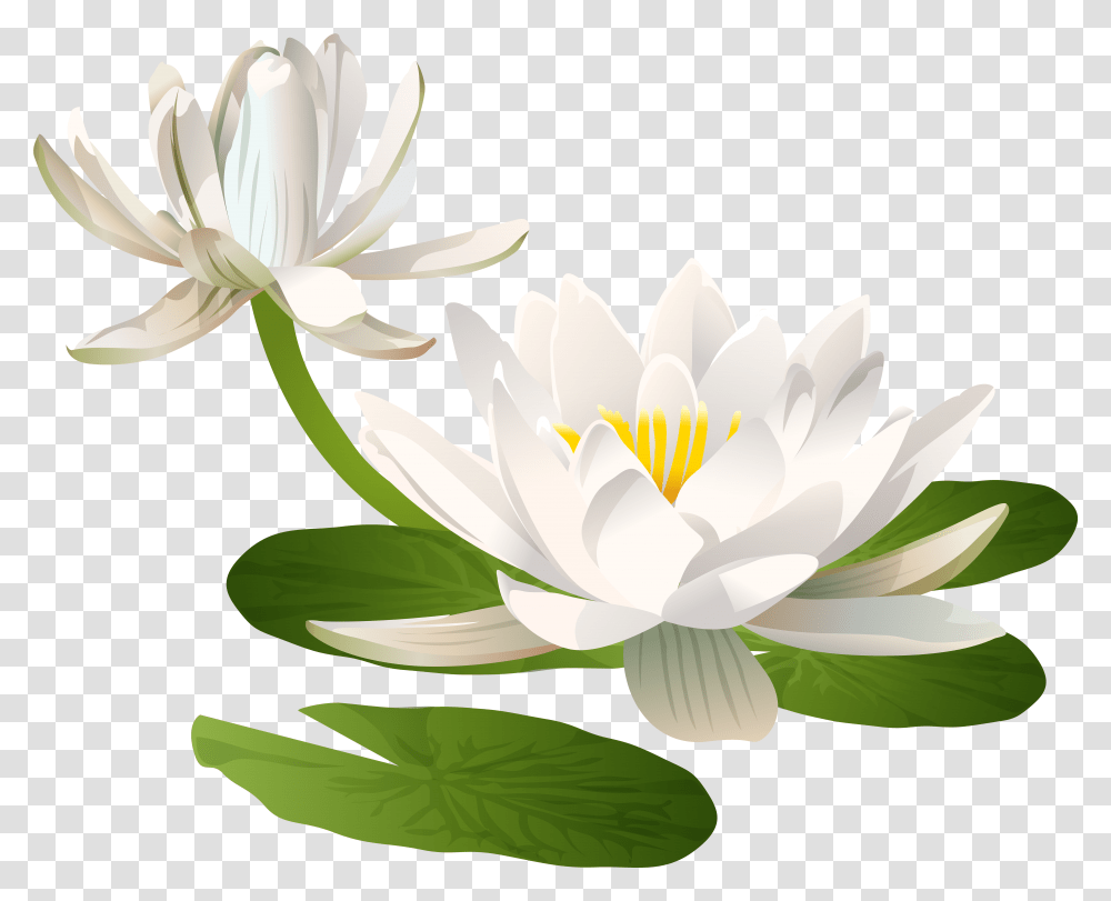 Water Lily Clip Art Image, Flower, Plant, Blossom, Pond Lily Transparent Png