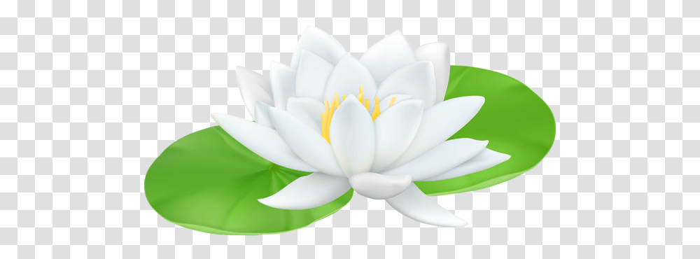 Water Lily Clip Art, Plant, Flower, Blossom, Pond Lily Transparent Png