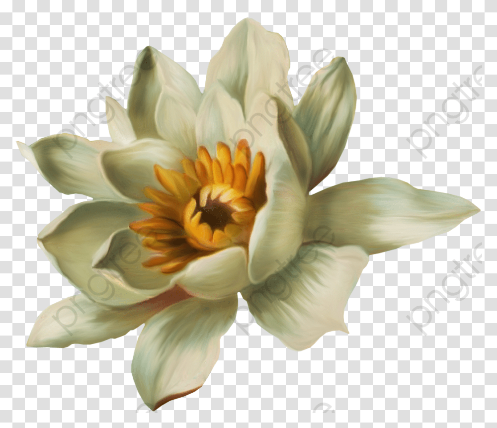 Water Lily Clipart, Flower, Plant, Blossom, Pond Lily Transparent Png