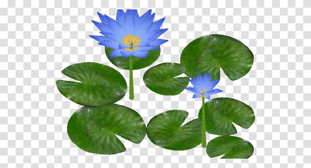 Water Lily Clipart Mart Water Lily Clipart, Plant, Leaf, Flower, Blossom Transparent Png
