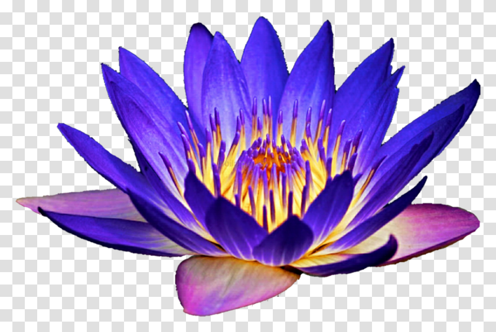 Water Lily Clipart Purple Water Lily, Plant, Flower, Blossom, Pond Lily Transparent Png