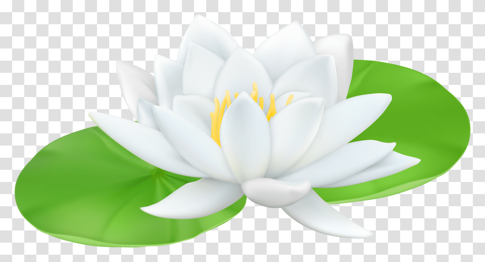 Water Lily Files Clip Art Water Lily, Plant, Flower, Blossom, Pond Lily Transparent Png