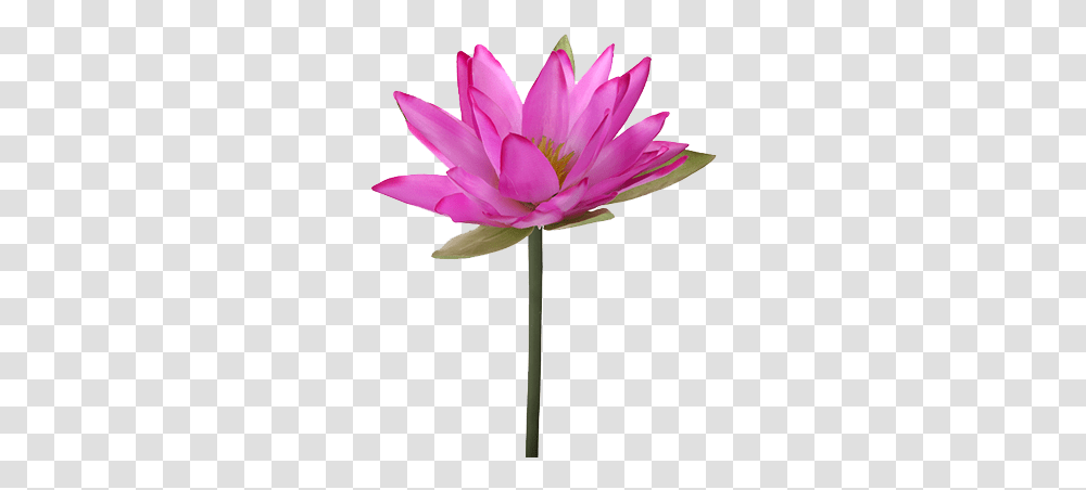 Water Lily Flower Lilium Plant Stem Water Lily Images, Blossom, Pond Lily, Anther Transparent Png