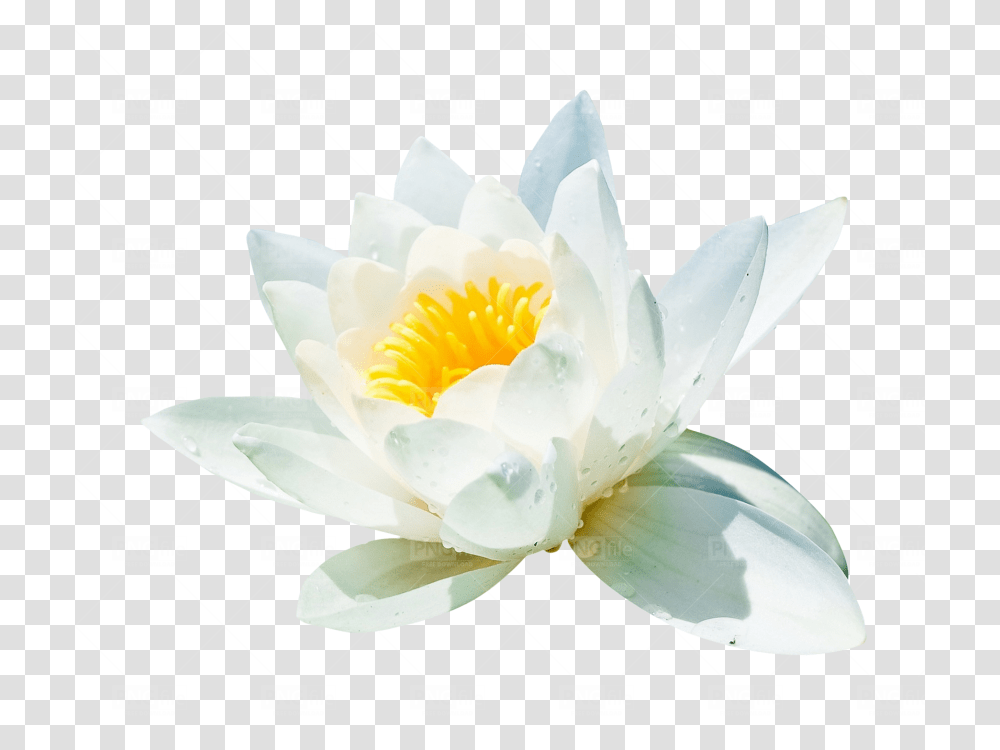 Water Lily, Flower, Plant, Blossom, Pond Lily Transparent Png