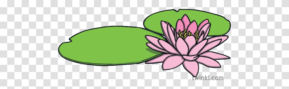 Water Lily Flower Plant Monet Tate Partnership May 2019 Ks1 Flipkart, Anther, Petal, Food, Vegetable Transparent Png