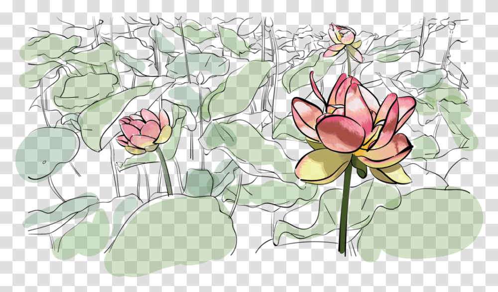 Water Lily Illustration Grace Beer Lilies, Plant, Petal, Flower, Rose Transparent Png