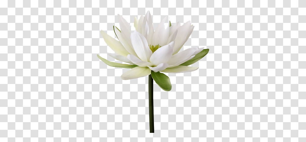 Water Lily Image Water Lily Flower Hd, Plant, Blossom, Pond Lily, Anther Transparent Png