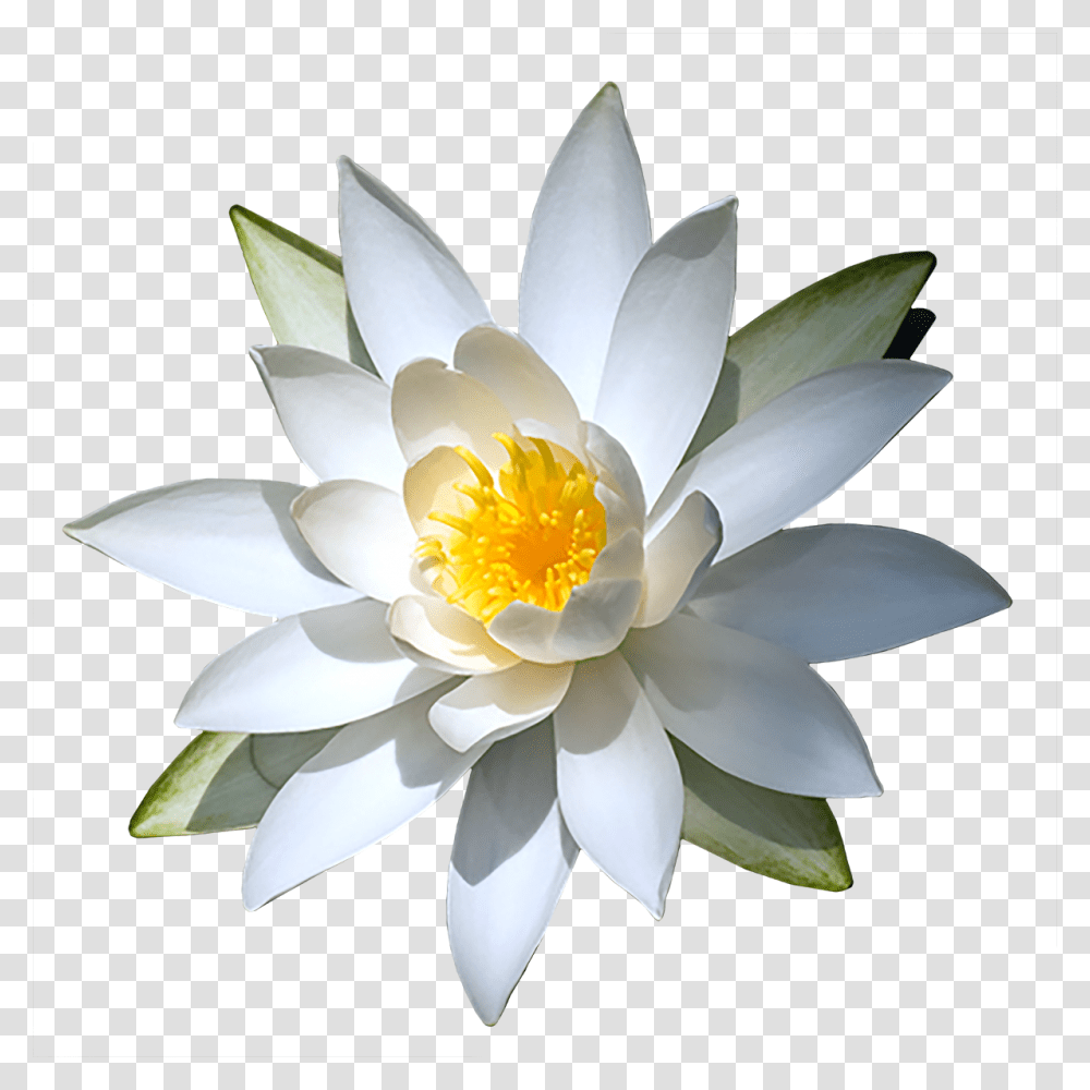 Water Lily Images Free Download Clip Art, Flower, Plant, Blossom, Pond Lily Transparent Png