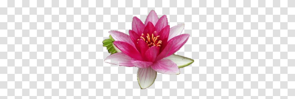 Water Lily Images Free Download Clip Art Water Lily Flower, Plant, Blossom, Pond Lily Transparent Png