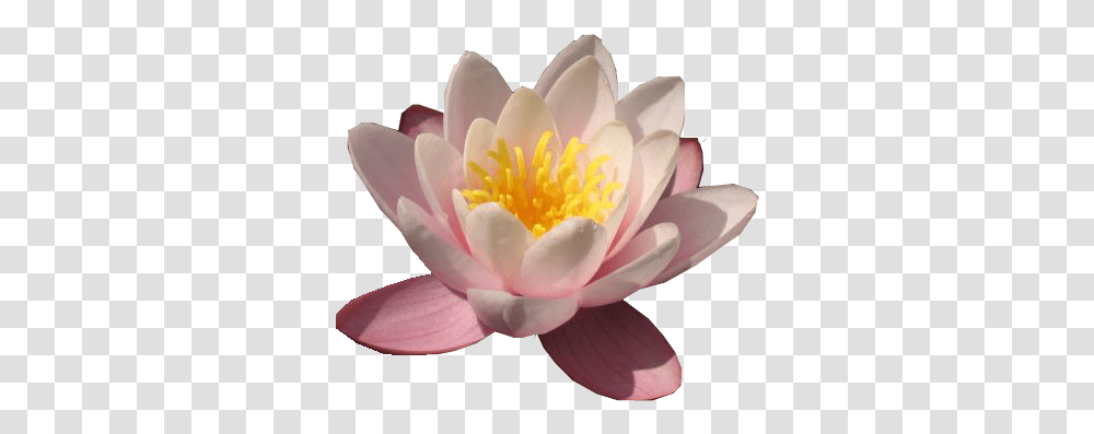 Water Lily Images Water Lily, Flower, Plant, Blossom, Pond Lily Transparent Png