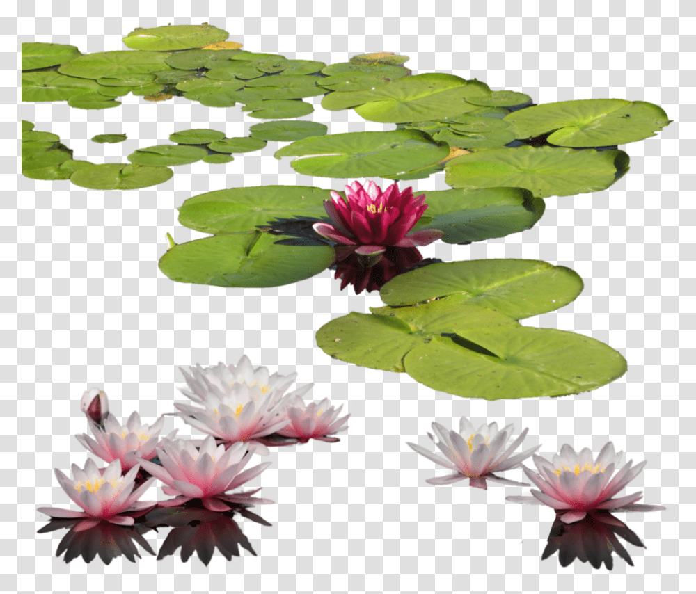 Water Lily Nelumbo Nucifera Lilium Clip Art Water Lilies, Plant, Flower, Blossom, Pond Lily Transparent Png