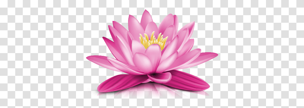Water Lily Picture 486 Water Lily Flower, Plant, Blossom, Pond Lily Transparent Png