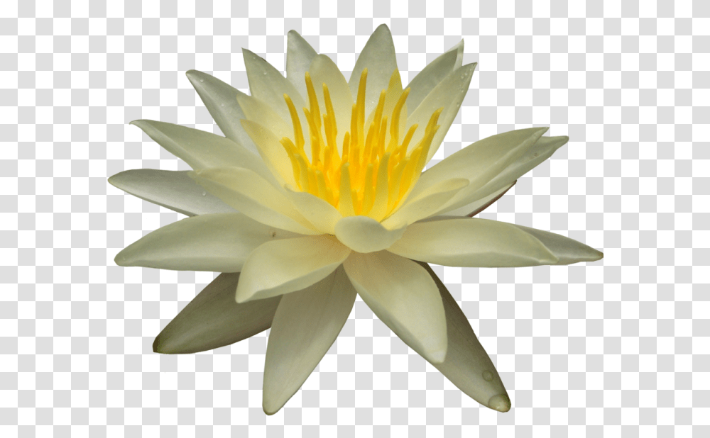 Water Lily Picture Water Lily, Flower, Plant, Blossom, Pond Lily Transparent Png