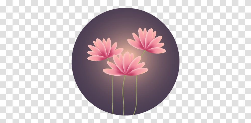 Water Lily, Plant, Egg, Food, Dahlia Transparent Png