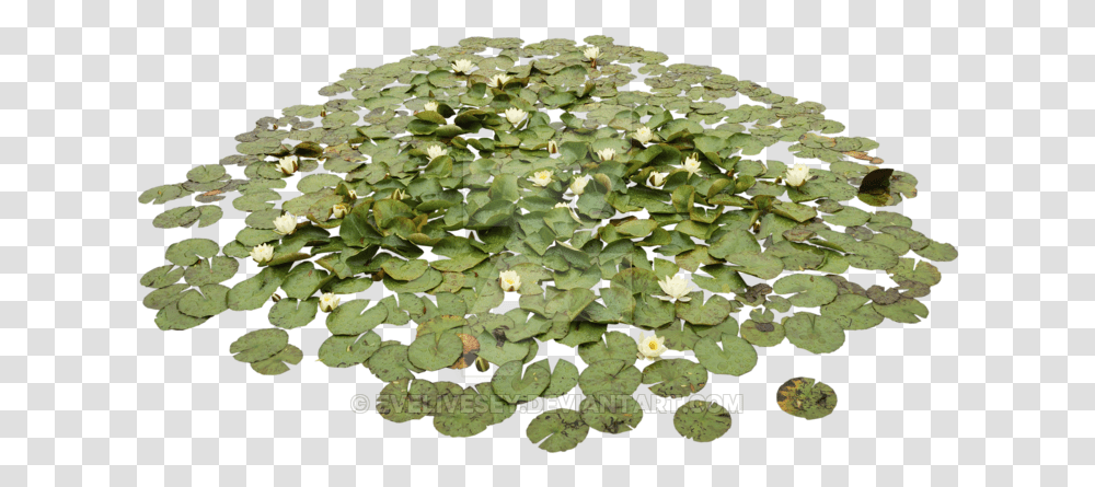 Water Lily Plant, Flower, Blossom, Pond Lily, Rug Transparent Png