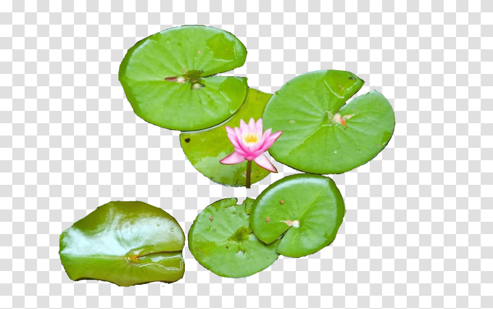 Water Lily, Plant, Flower, Blossom, Pond Lily Transparent Png