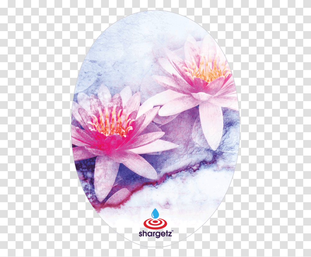 Water Lily, Plant, Flower, Pond Lily, Petal Transparent Png