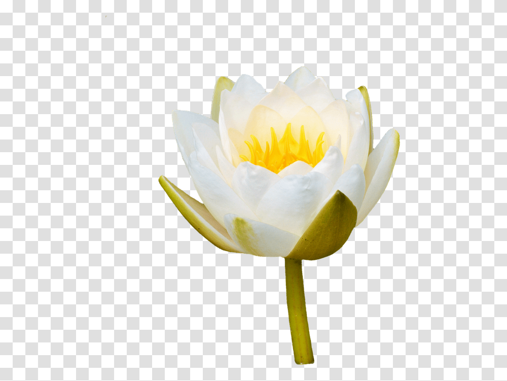 Water Lily Rose Flower Lily Rose White Flower, Plant, Blossom, Pond Lily Transparent Png