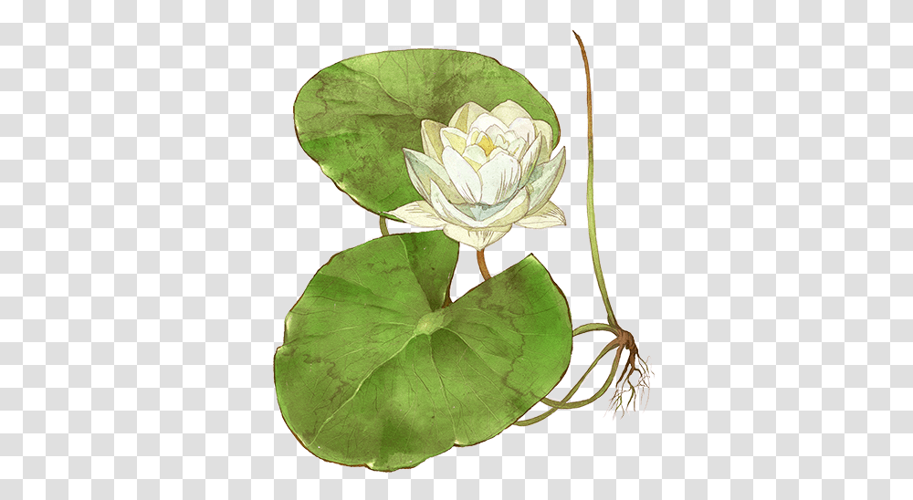 Water Lily Sacred Lotus, Plant, Flower, Blossom, Pond Lily Transparent Png