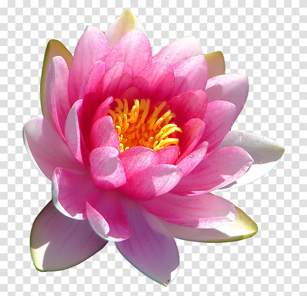 Water Lily Sthal Padma Land Lotus Flower, Plant, Blossom, Pond Lily, Rose Transparent Png