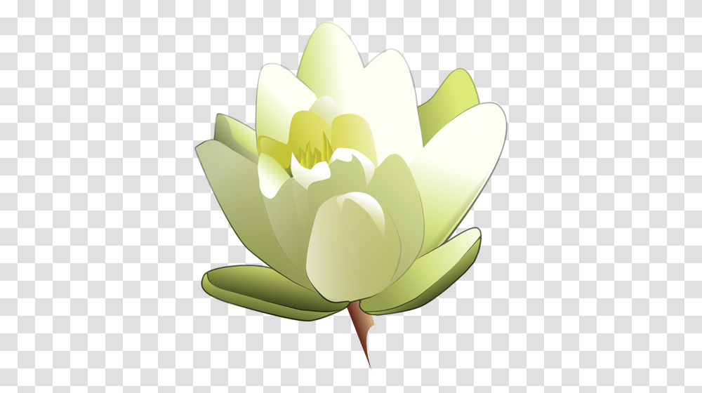 Water Lily Vector Image, Plant, Flower, Blossom, Pond Lily Transparent Png