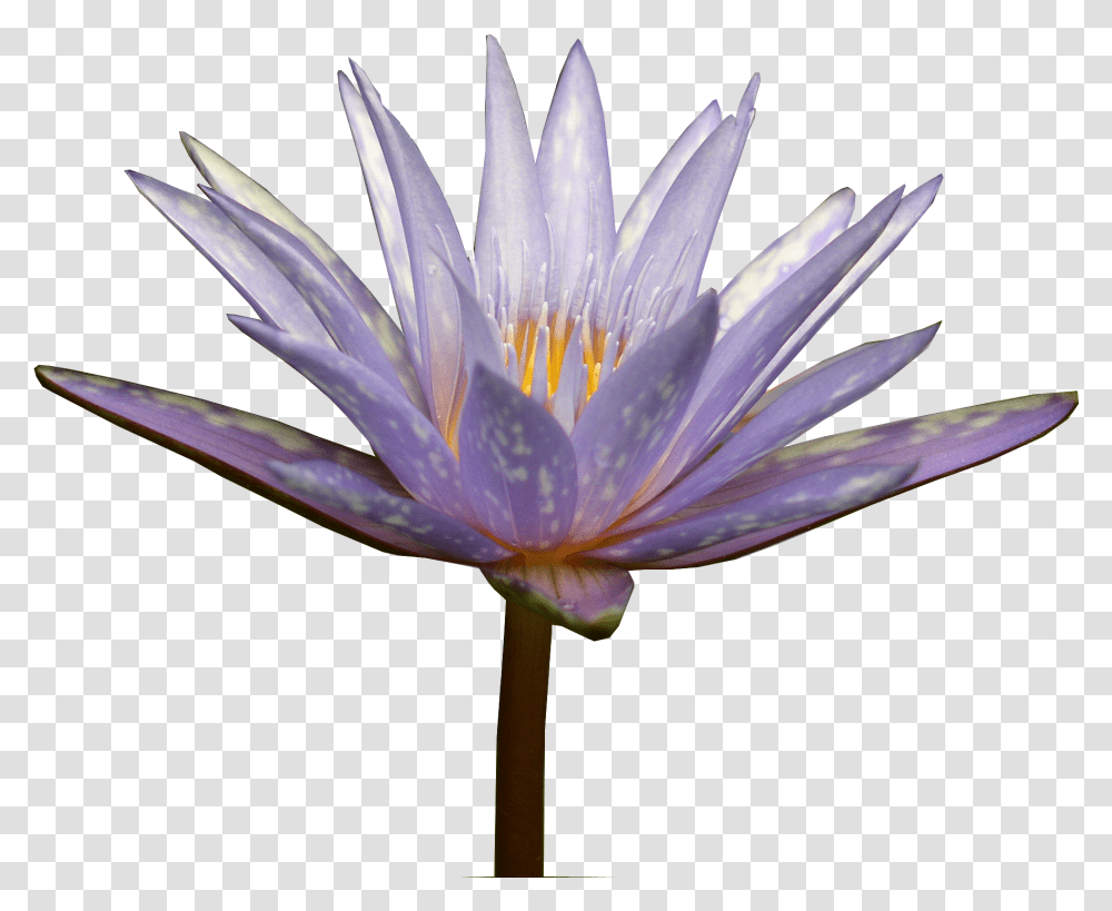 Water Lily Water Lily, Plant, Flower, Blossom, Pond Lily Transparent Png