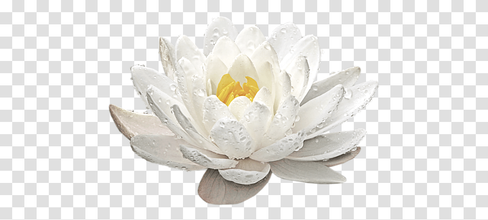 Water Lily Whirlpool Sweatshirt White Water Lily, Plant, Flower, Blossom, Pond Lily Transparent Png
