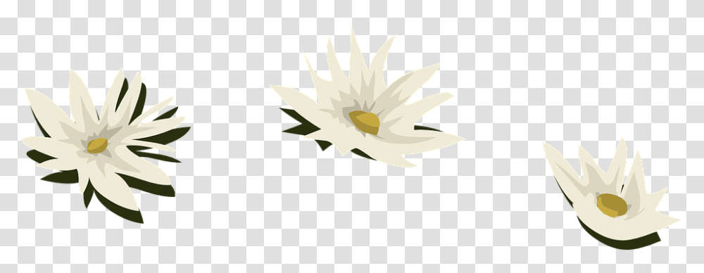 Water Lily White Flowers Bunga Lili Putih, Plant, Blossom, Daisy, Daisies Transparent Png