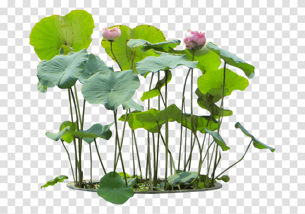 Water Plant Nelumbo Nucifera, Flower, Leaf, Vase, Jar Transparent Png