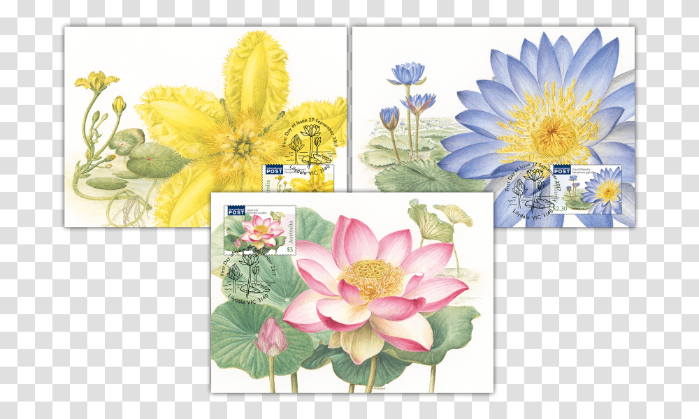 Water Plants Maxicard Set Australia Lotus Stamp, Collage, Poster, Advertisement, Flower Transparent Png