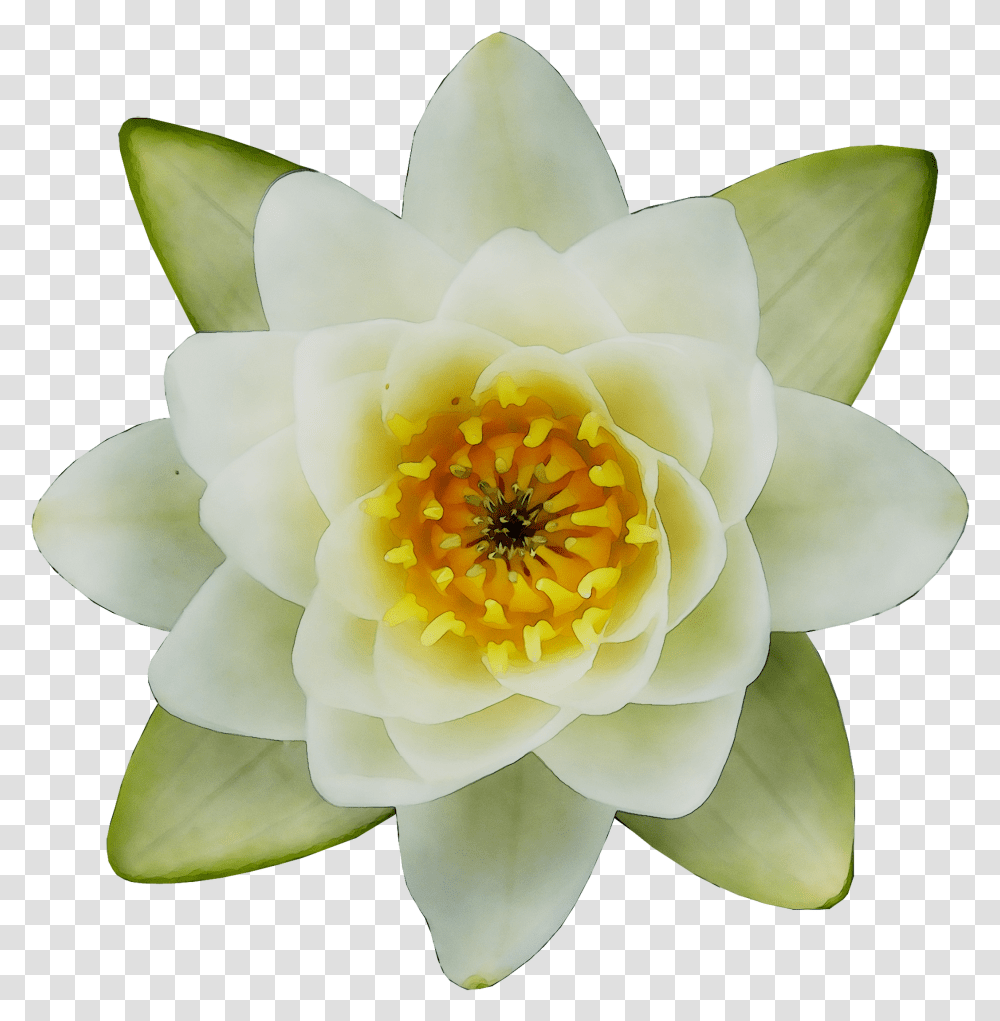Water Plants Top View Water Lily Transparent Png