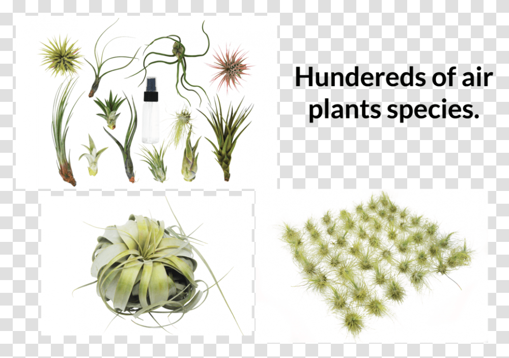 Water Plants Weberocereus, Tree, Moss, Food, Conifer Transparent Png