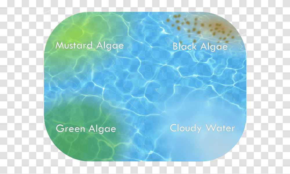 Water Problems Apartmentpools Mustard Algae In Pool, Rug, Animal, Text, Pattern Transparent Png