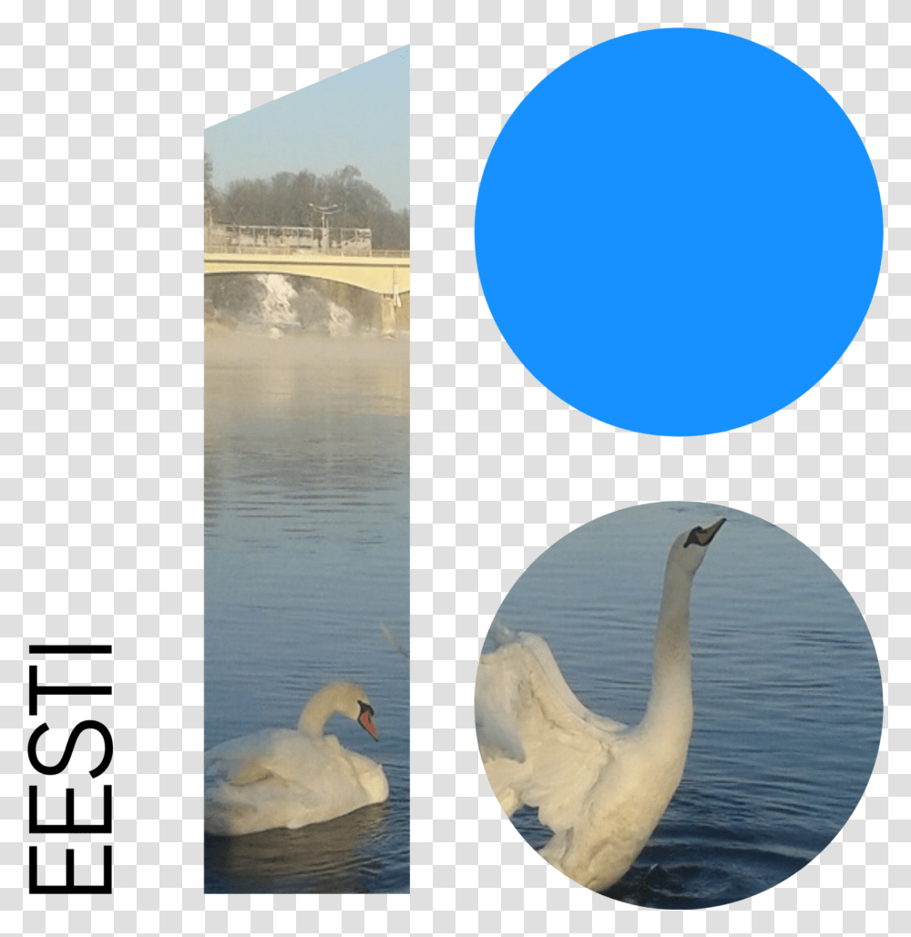 Water Reflection, Bird, Animal, Swan, Waterfowl Transparent Png