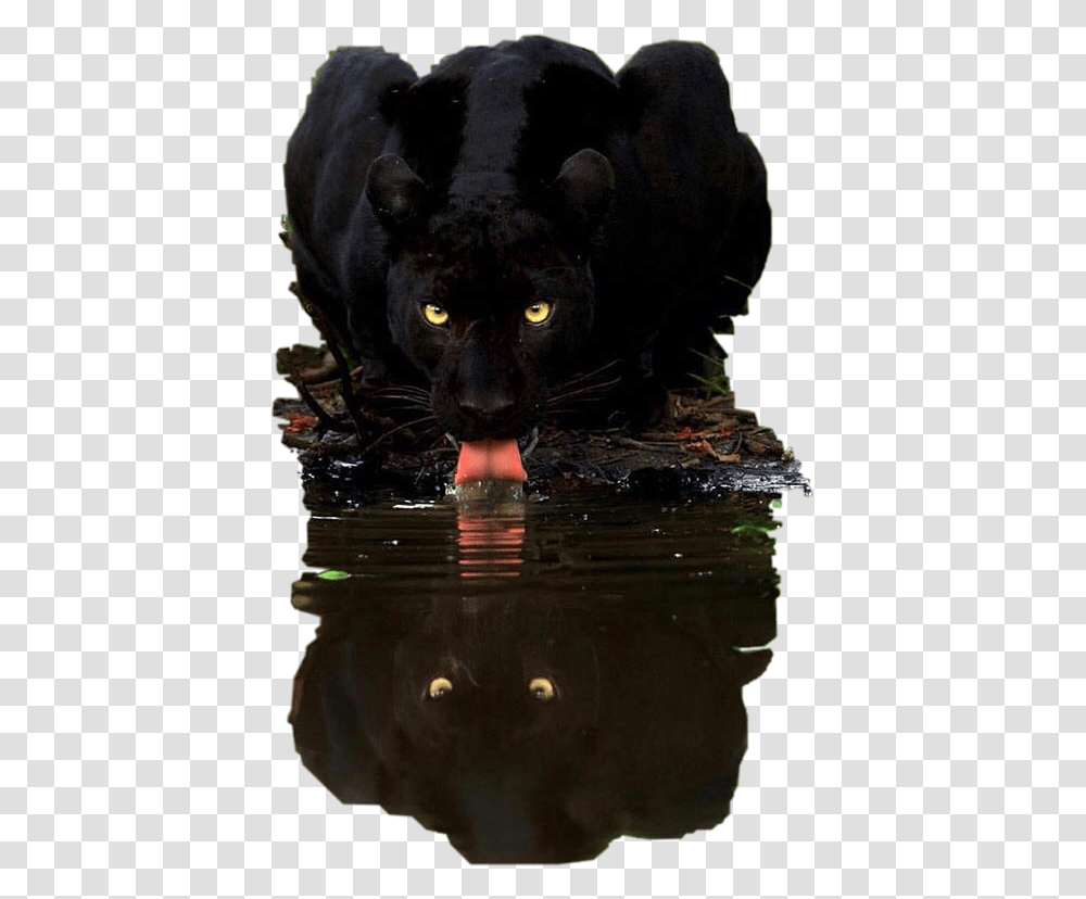 Water Reflection Panther Black Petsandanimals, Wildlife, Mammal, Leopard, Jaguar Transparent Png