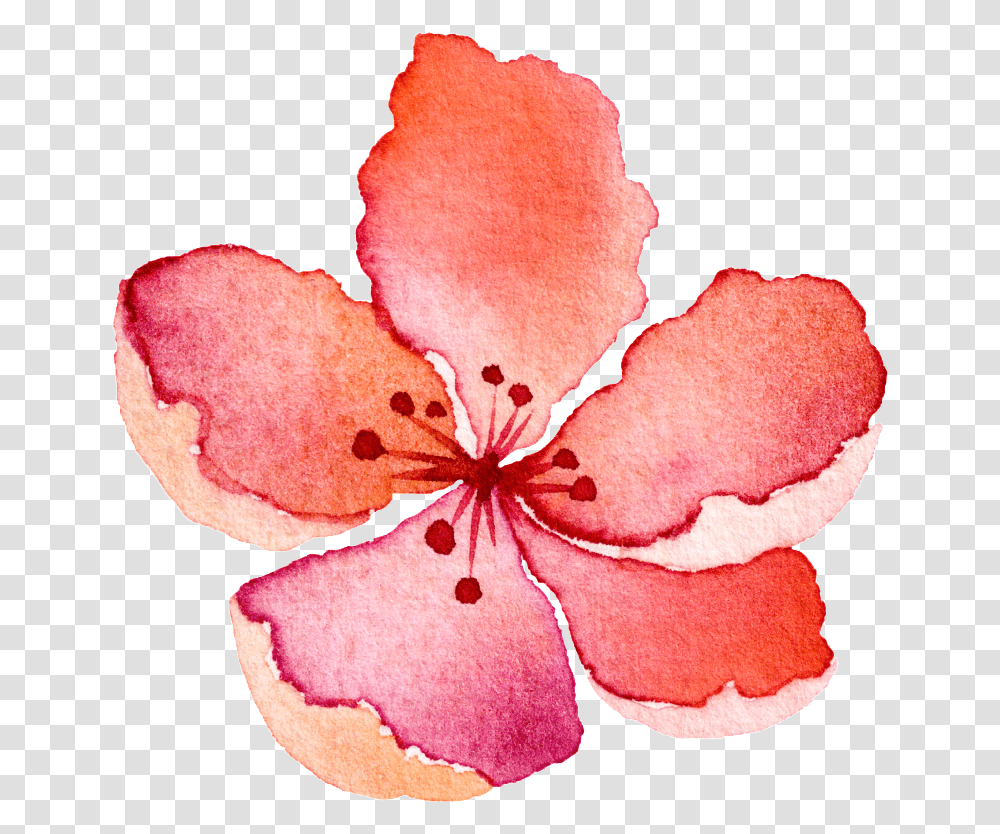 Water Saffron Decorative Impatiens, Plant, Petal, Flower, Blossom Transparent Png