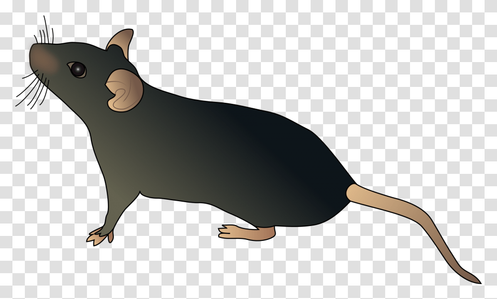 Water Shrewtasmanian Devilclip Artmarsupial Schematic Mouse, Mammal, Animal, Wildlife, Rodent Transparent Png