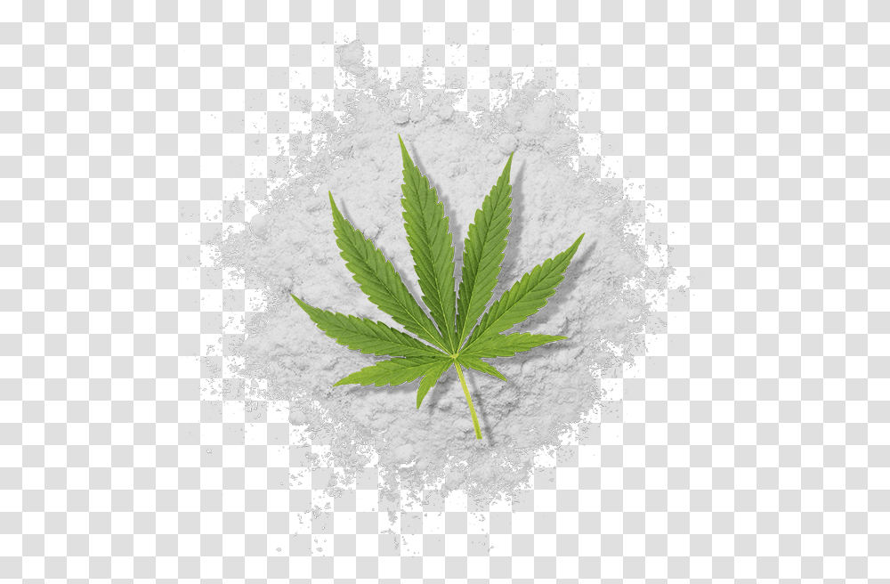 Water Soluble Thc Powder With Cannabis Leaf Illustration, Flour, Food, Plant Transparent Png