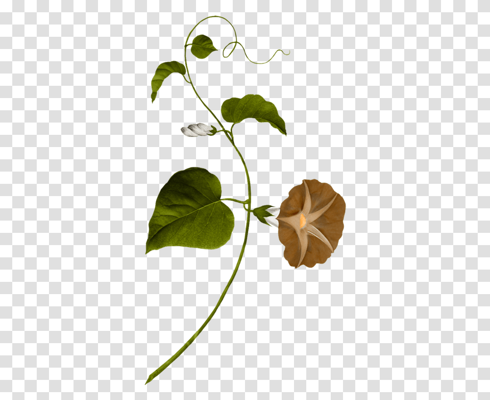 Water Spinach Clipart Download Vine Painting, Plant, Leaf, Acanthaceae, Flower Transparent Png