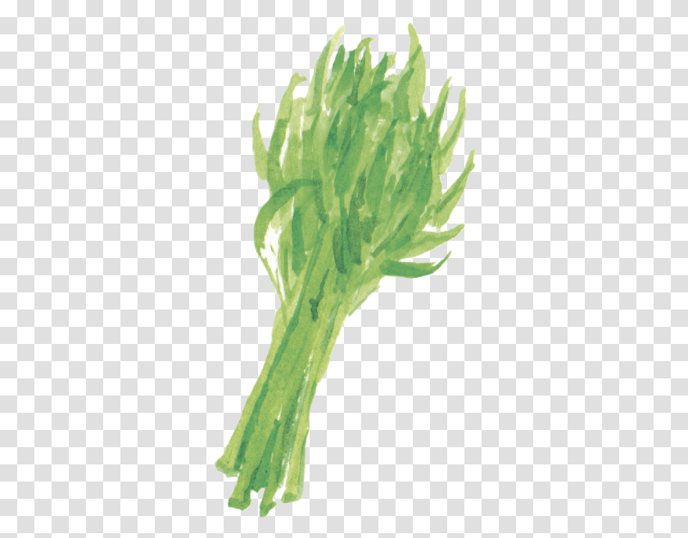Water Spinach Lasagne, Plant, Broccoli, Vegetable, Food Transparent Png