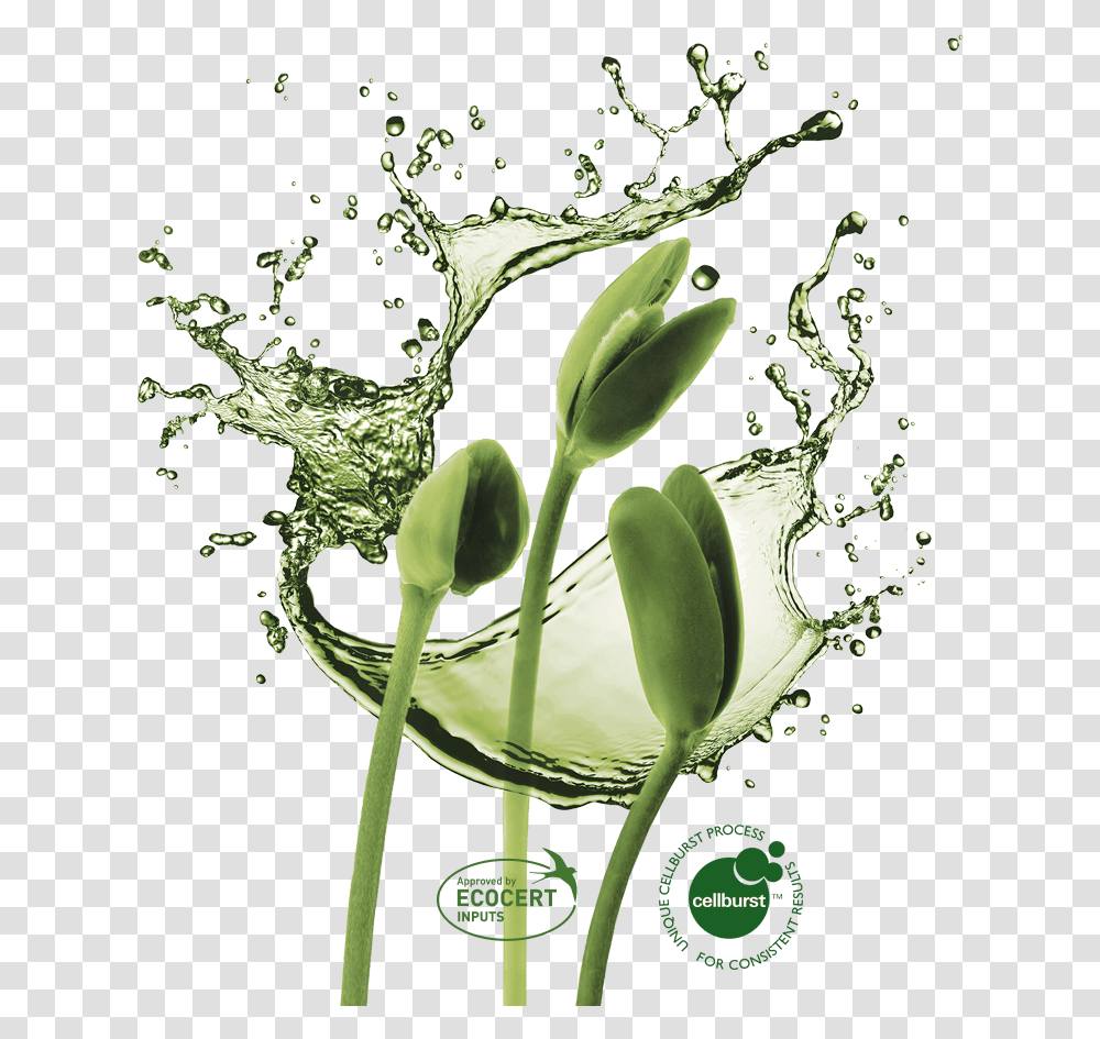 Water Splash Background Water Splash, Plant, Green, Flower, Animal Transparent Png