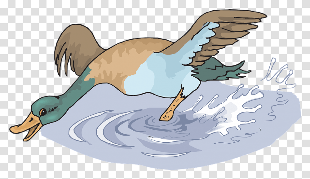Water Splash Happy Bird Duck Running Wings, Animal, Outdoors, Goose, Waterfowl Transparent Png